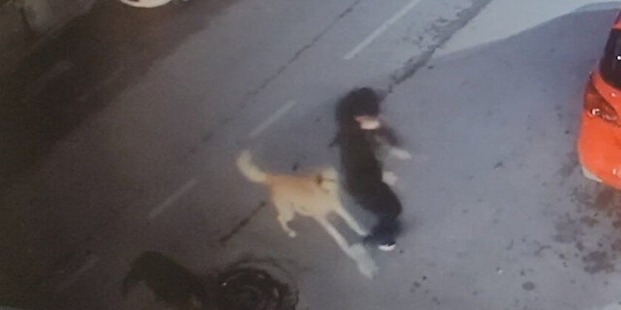 Üniversite kampüsündeki köpekler öğrencilerin kabusu oldu
