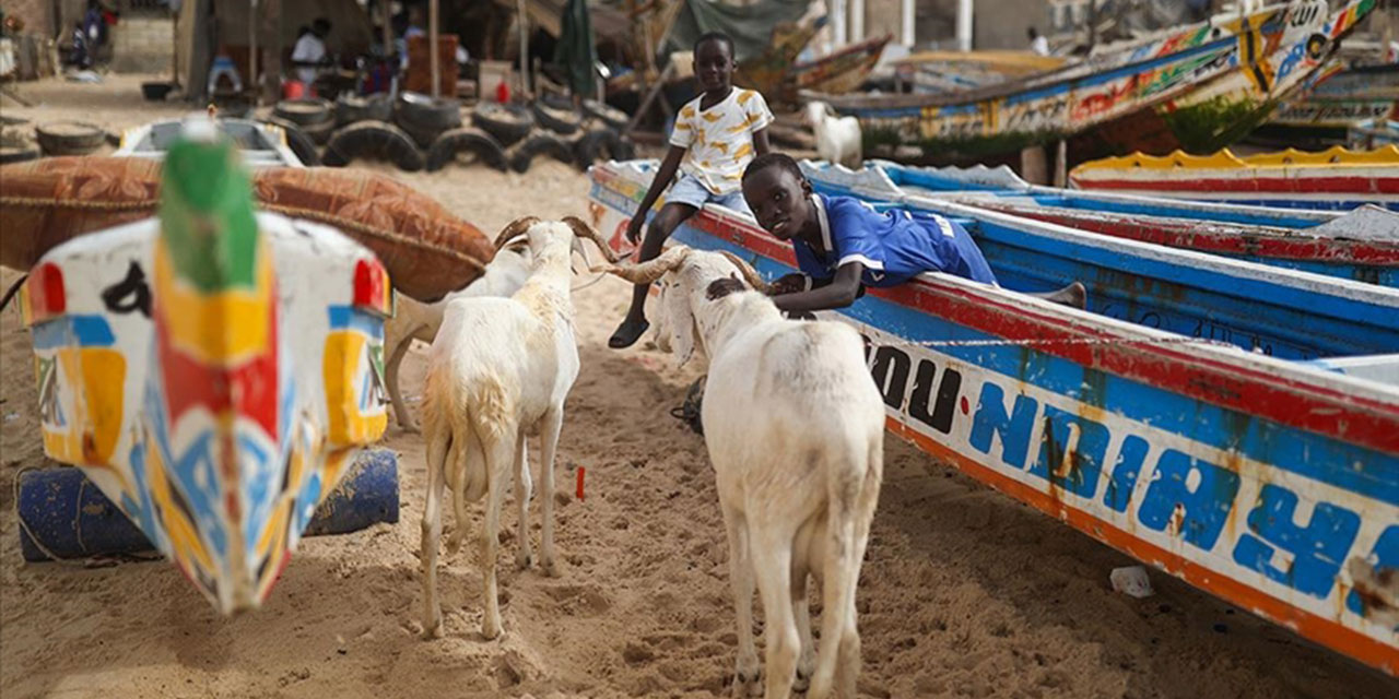 Senegal'de Kurban Bayramı farklı bir heyecanla kutlanıyor