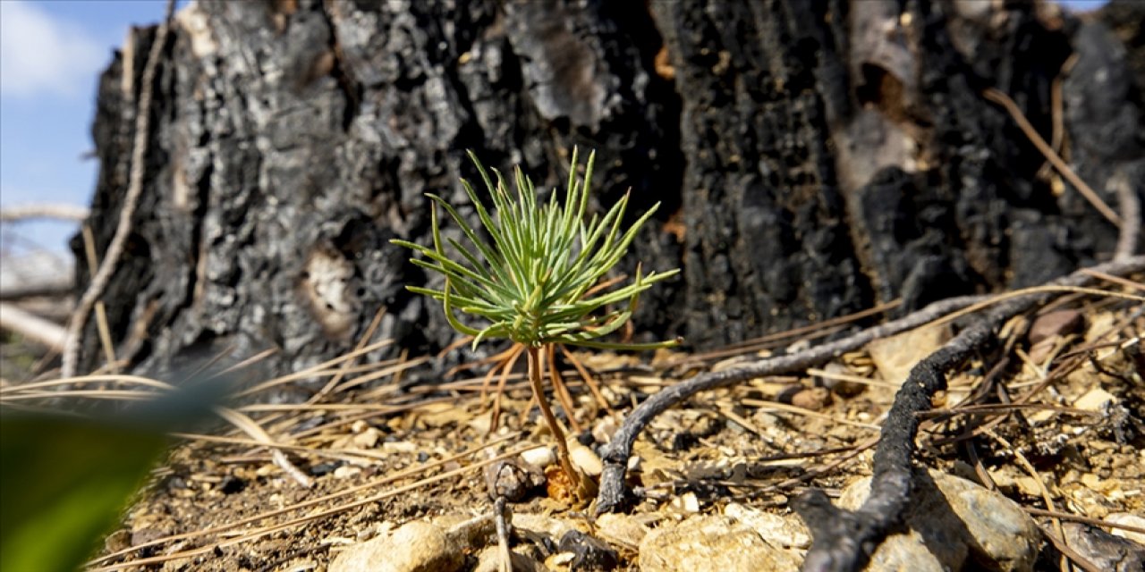 Geçen yıl yanan ormanların büyük çoğunluğu filizleniyor