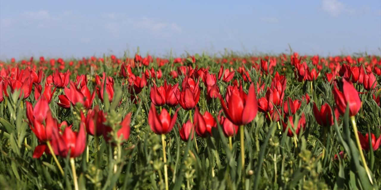 Muş Ovası lalelerle kırmızıya boyandı