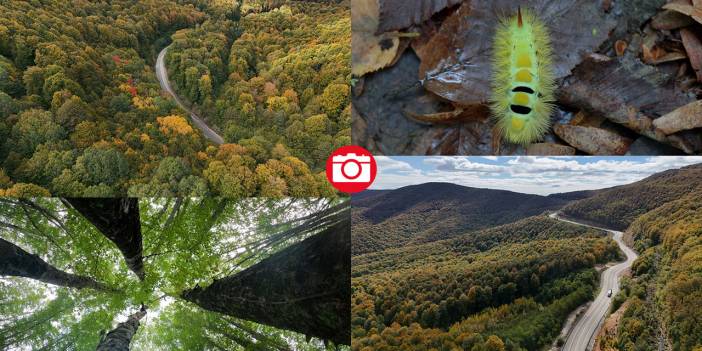 Istranca ormanları sonbahar renklerine büründü