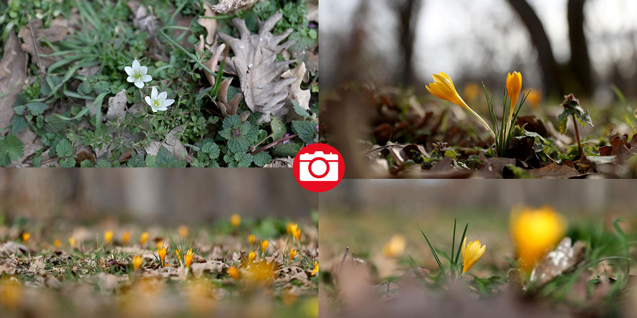 Tabiat uyanıyor, bahar renkleri bir bir yaratılıyor