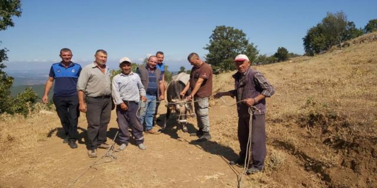Kurban Bayramında firar eden dana 26 gün sonra ortaya çıktı