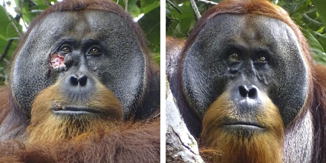 Bilim cevap arıyor: Orangutan tedavi olmak için şifalı bitkiyi nasıl kullandı?