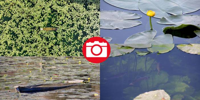 Gölbaşı Gölü'nde çiçek açan nilüfer güzelliği