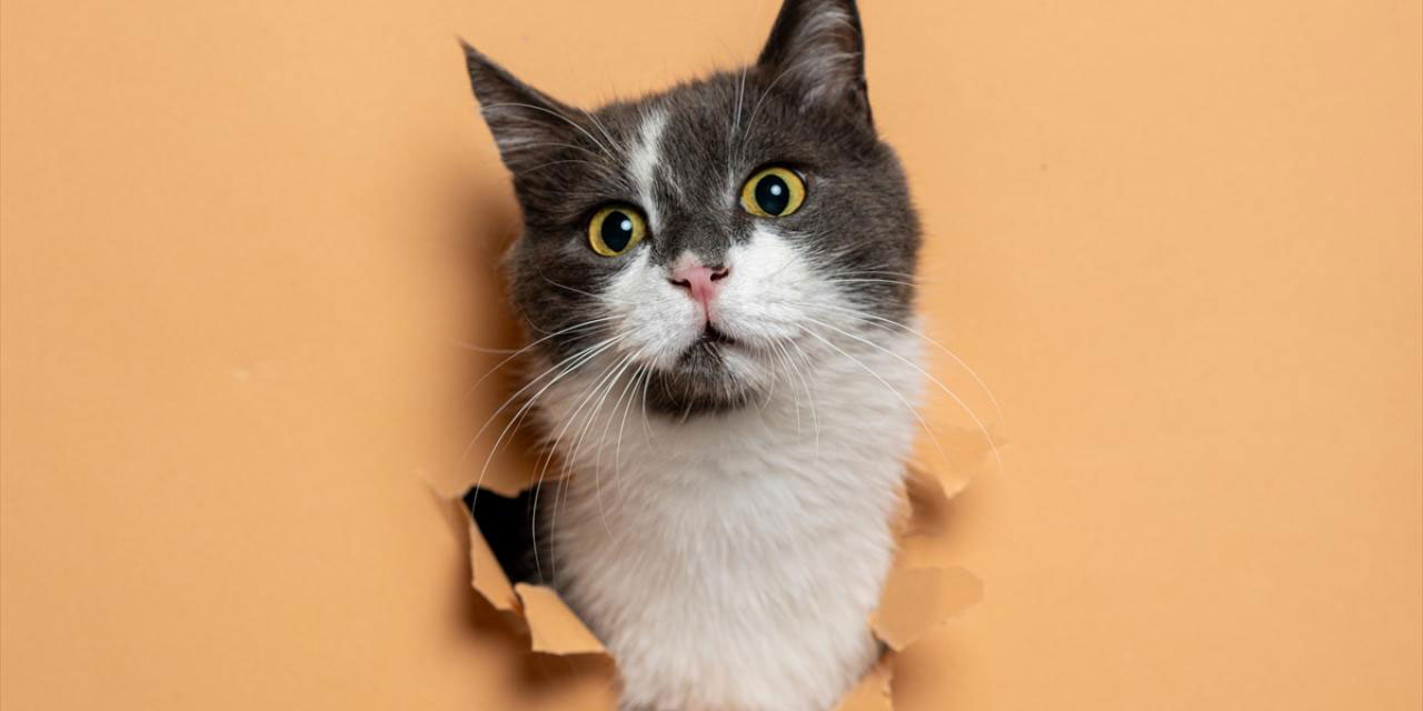 8 Ağustos Dünya Kediler Günü