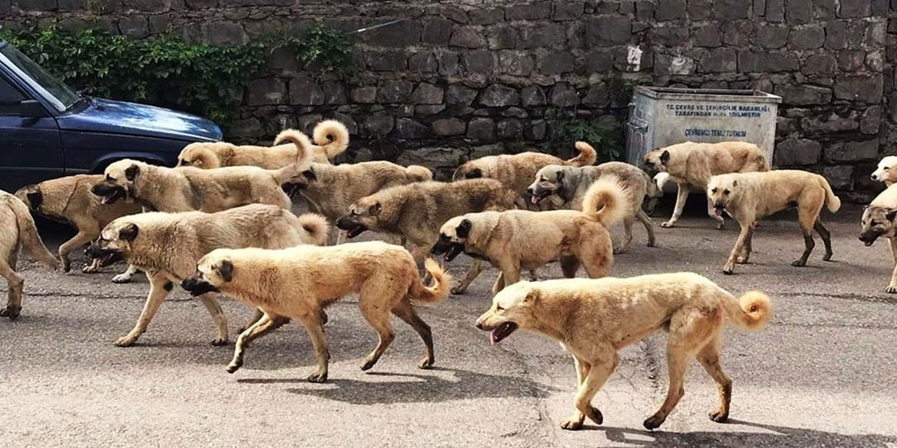 İstanbul Valiliği'nden genelge: Sokak köpekleri toplanacak