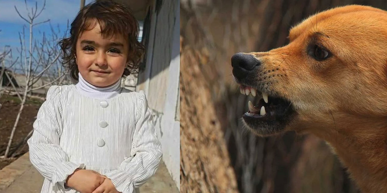 Köpek terörü Mardin'de: 4 yaşındaki Nazlı yoğun bakımda