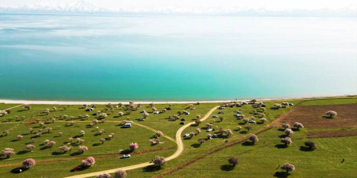 Çiçek açan kayısı ve badem ağaçları ve Van Gölü