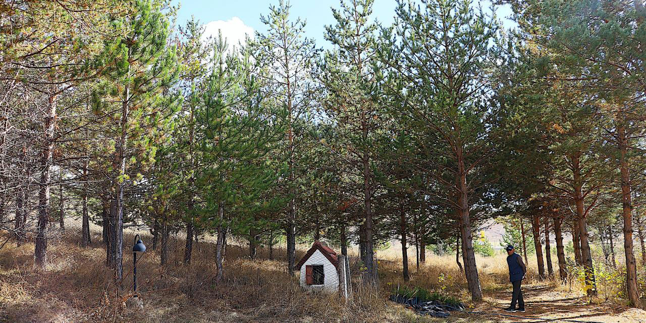 Allah razı olsun: Bayburt'ta çorak araziyi 3 bin ağaçlı ormana dönüştürdü
