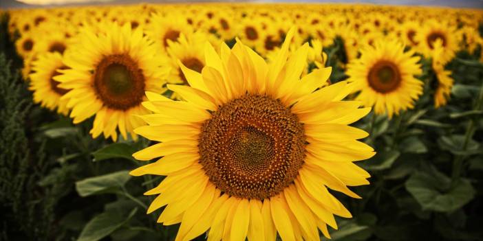 Konya Ovası'nın ayçiçeği tarlaları