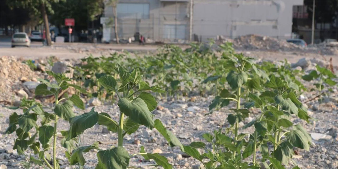 Kuruyemiş dükkanının enkazında ayçiçekleri boy verdi
