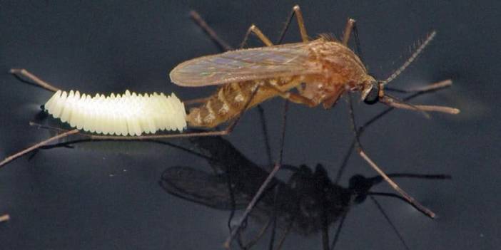 Subhanallah! Sivrisineğin yumurtlamasındaki sanat