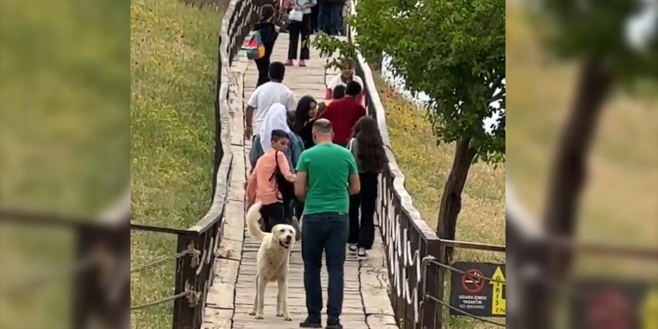 Şanlıurfa'da turistler şikayet edince köpekler toplatıldı