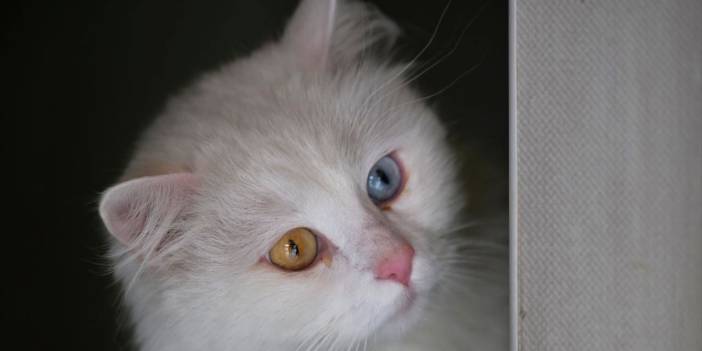 Renkli gözlü Ankara kedisi