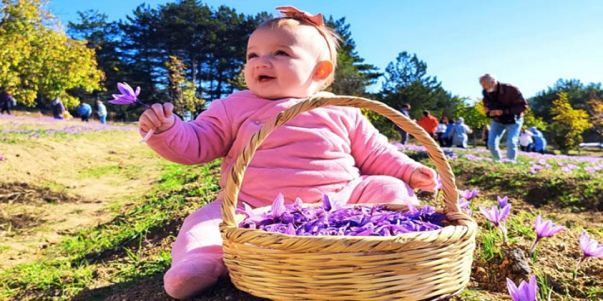 Safranbolu'da 5'incisi düzenlenen festivalde safran hasadı 