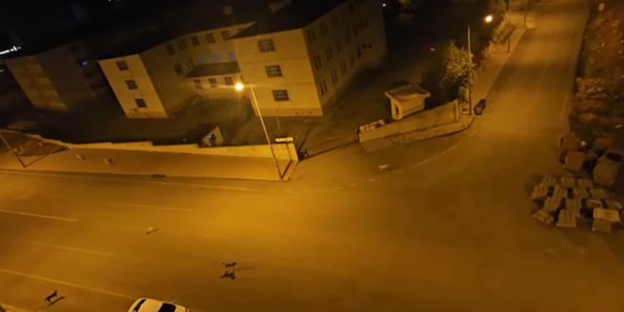 Yine köpek saldırısı yine ölüm!