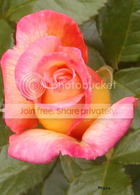 orgpnkedgesROSE.jpg