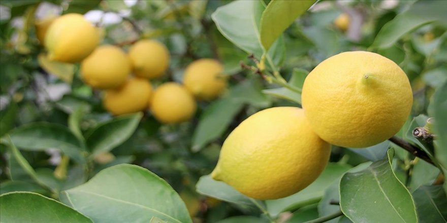 450 bin ton limonu bedavaya alan yok