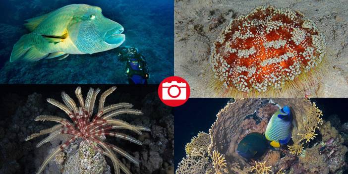 Denizin altındaki İlahi sanatlar: Ras Muhammed Milli Parkı