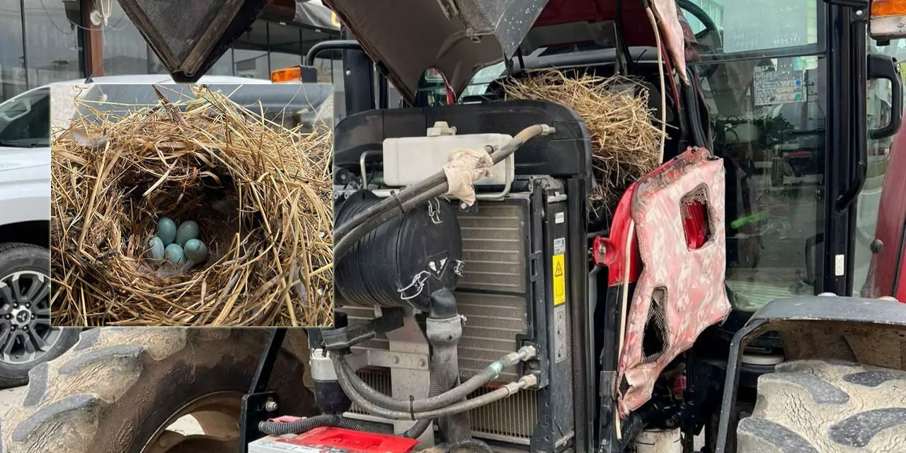 Traktörün motor kısmına kuş yuva yapınca tarla işlerini erteledi