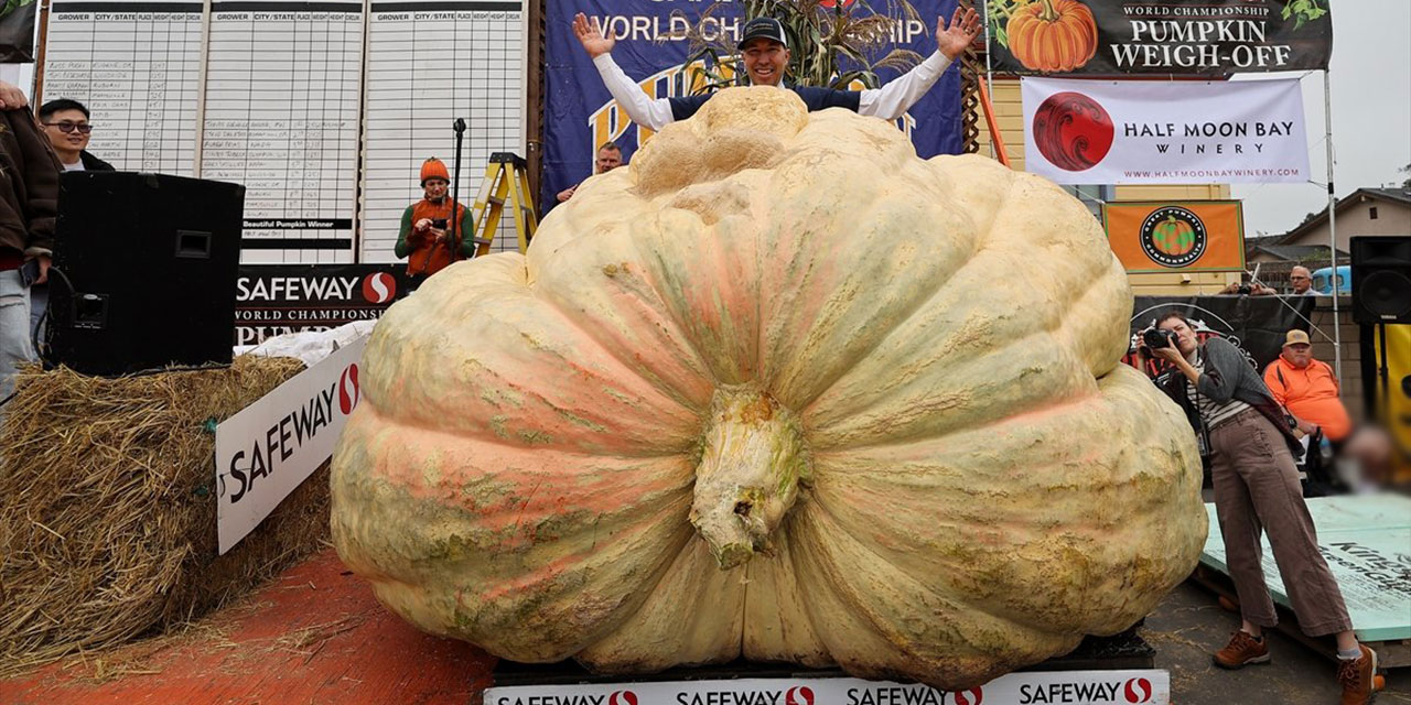 Bu bal kabağı 1 ton 161 kilogram ağırlığında