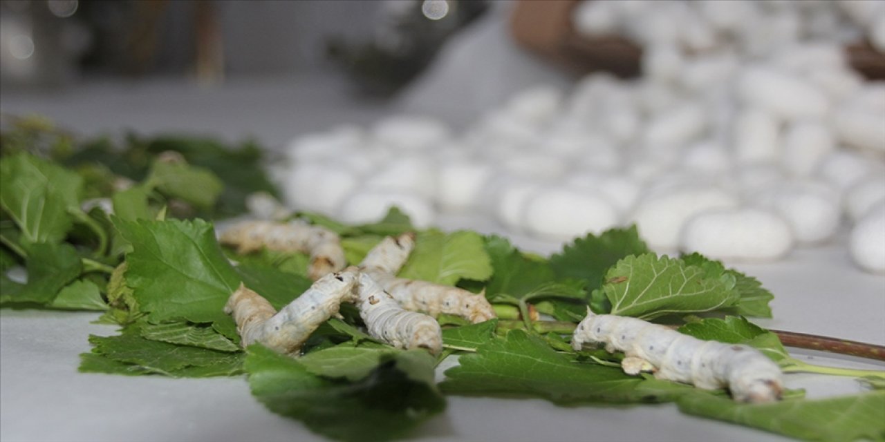 'İpek Böcekçiliği' UNESCO Somut Olmayan Kültürel Miras Listesi'ne girdi