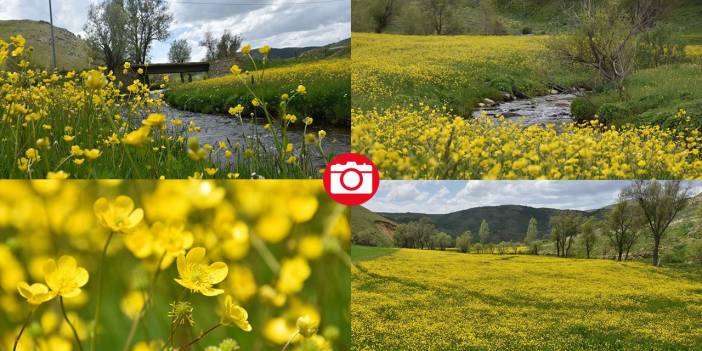 Sarı çiçeklerle tarlalar renklendi
