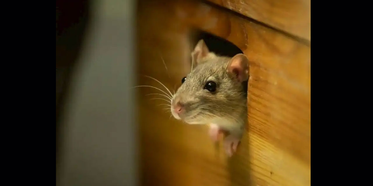 Risale-i Nur'un intişarına karşı gelenlerin planlarını bir tek fare zîr ü zeber etti