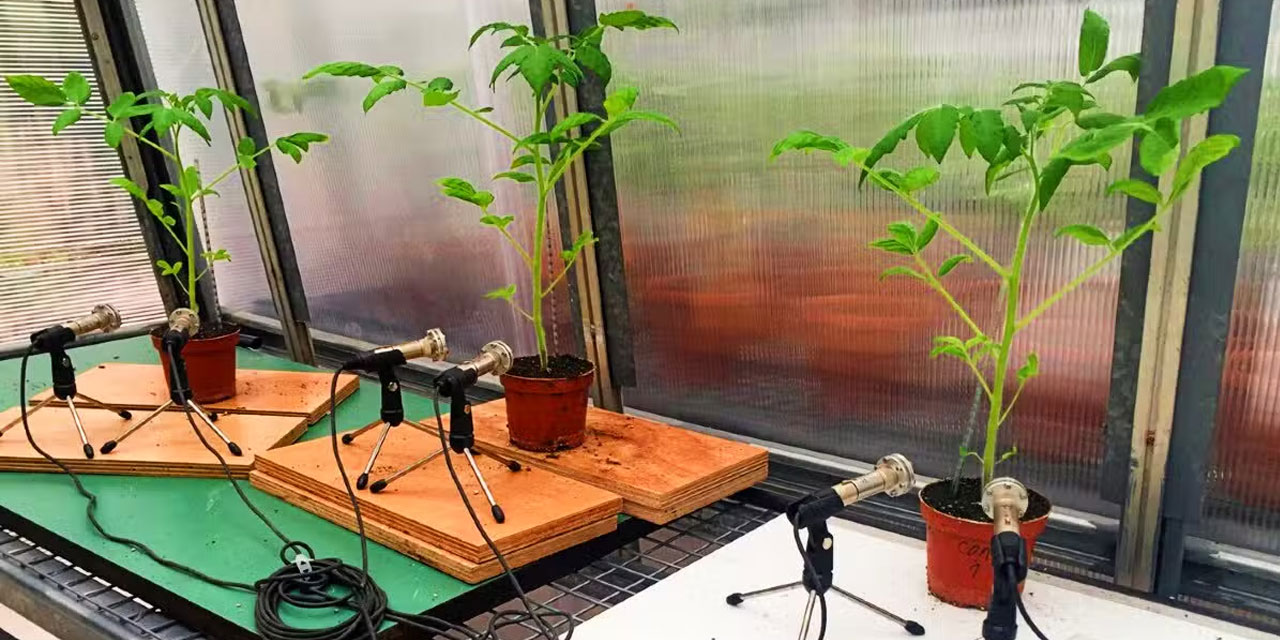 Zarar verilen bitki çığlık atıyor