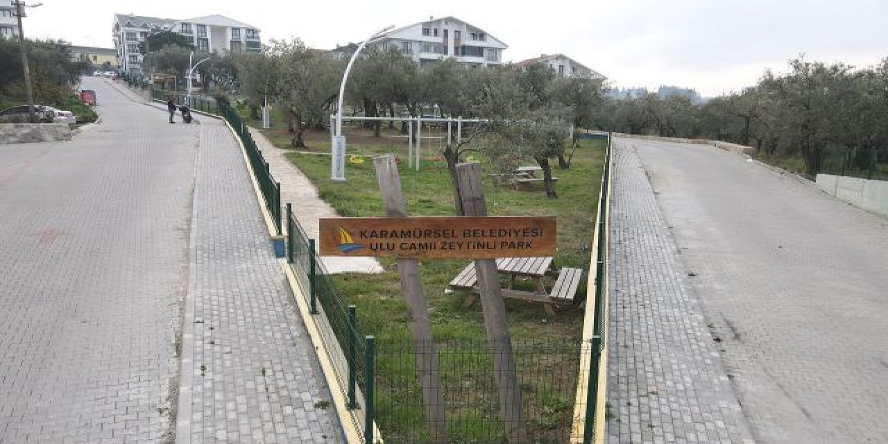 Sökülen zeytin ağaçları parklara dikiliyor