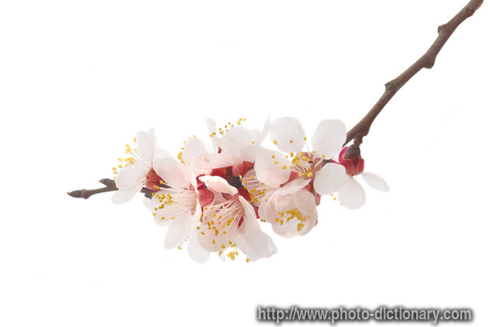 3270almond_tree_flower.jpg