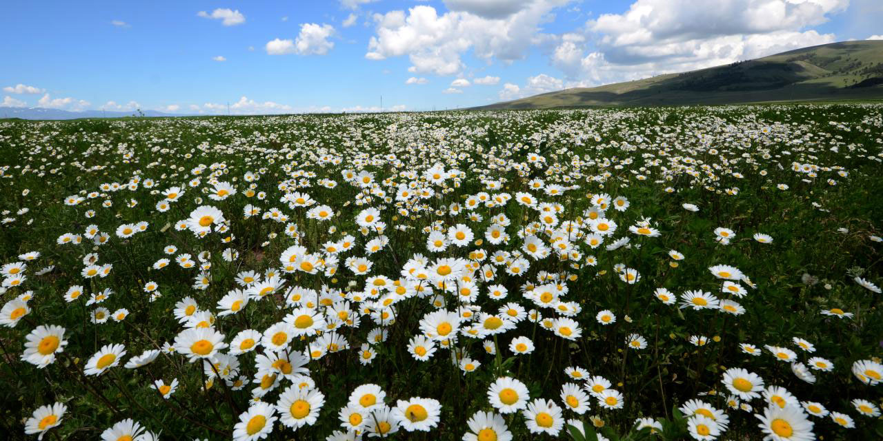 Sarıkamış'ın papatyaları hep canlı