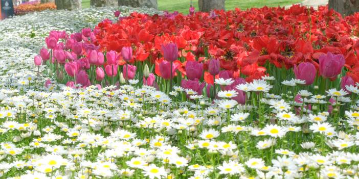 İstanbul'da lale zamanı