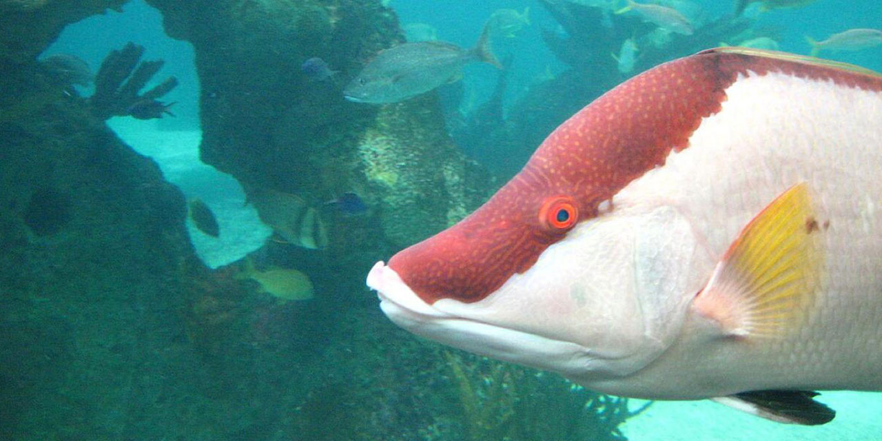 Subhanallah! Renk değiştiren balık derisiyle de görebiliyor
