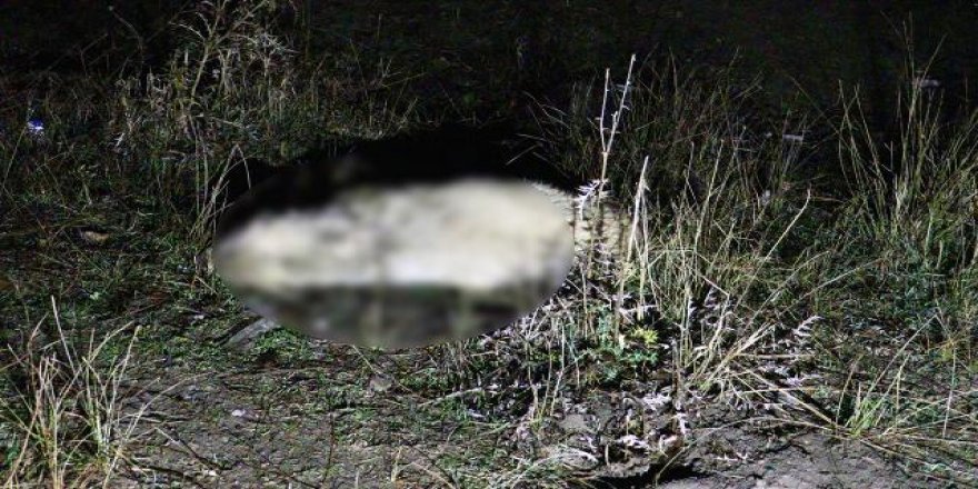 'Hayvan hakları' diye en çok bağıran kişinin evinde 30 ölü hayvan bulundu