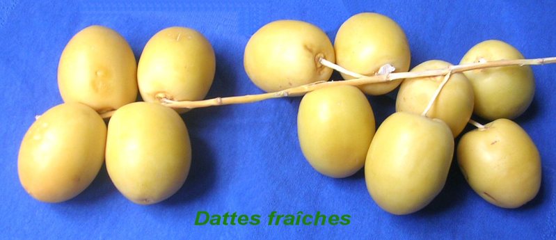 Dattes_fraiches_DC_t.800.jpg