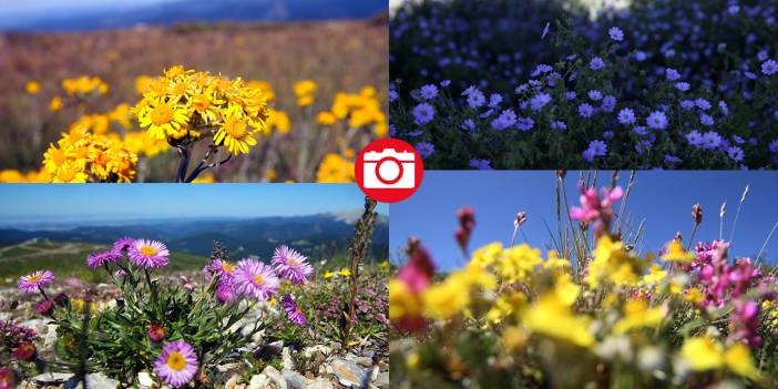 Ilgaz Dağı'nın zirvesinde bahar yeni yaşanıyor