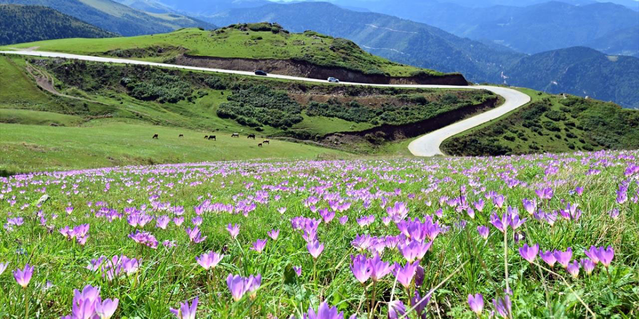 Sonbaharın ve yayladan dönüşün habercisi vargit çiçeği Bismillah dedi