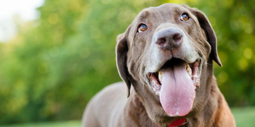 ABD'nin Aurora kentinde köpeklerin havlaması yasaklandı