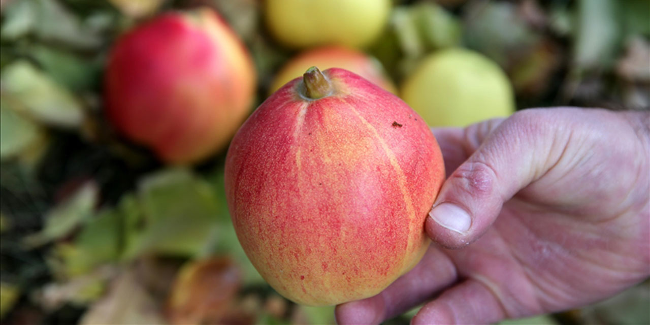 Bu ağaçta yaratılan meyvede üç farklı meyve tadı var