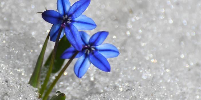 Kardelen ve çiğdemler Kars'ta baharı müjdeledi
