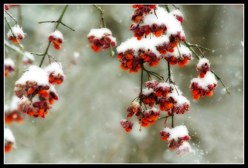 2143134577_02c67068c8.jpg