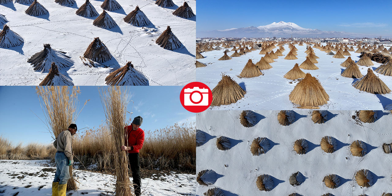 Sultan Sazlığı'nda kamış hasadı