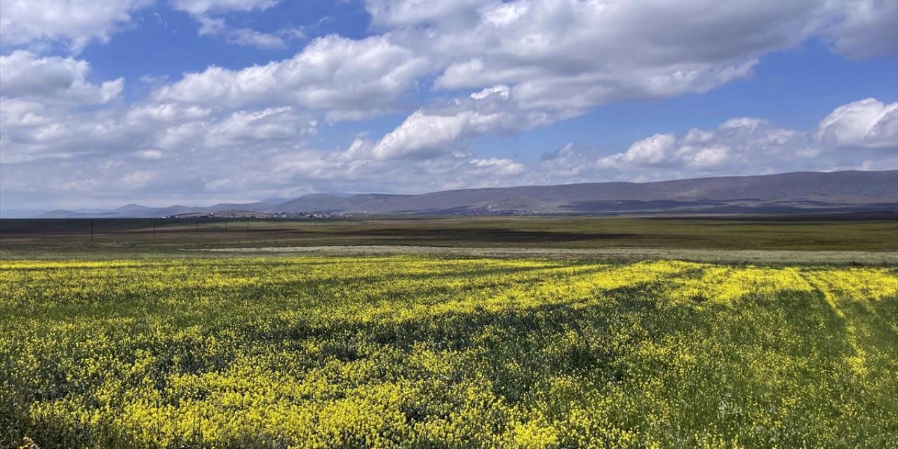 Ardahan'da yaylalar çiçeklerle kaplandı