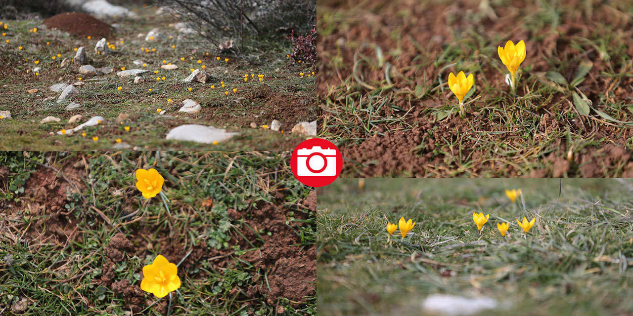 Eflani'de baharın habercisi çiğdemler erken açıldı