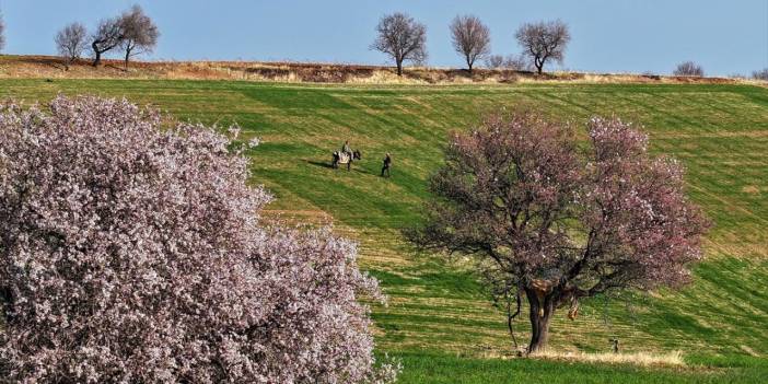 Adıyaman'a bu sene bahar erken geldi