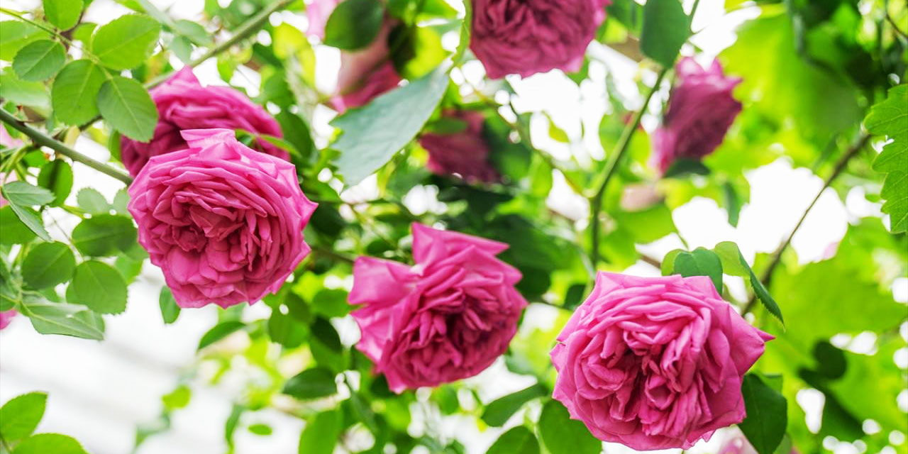 Muhammediye gülü seralarda koruma altında