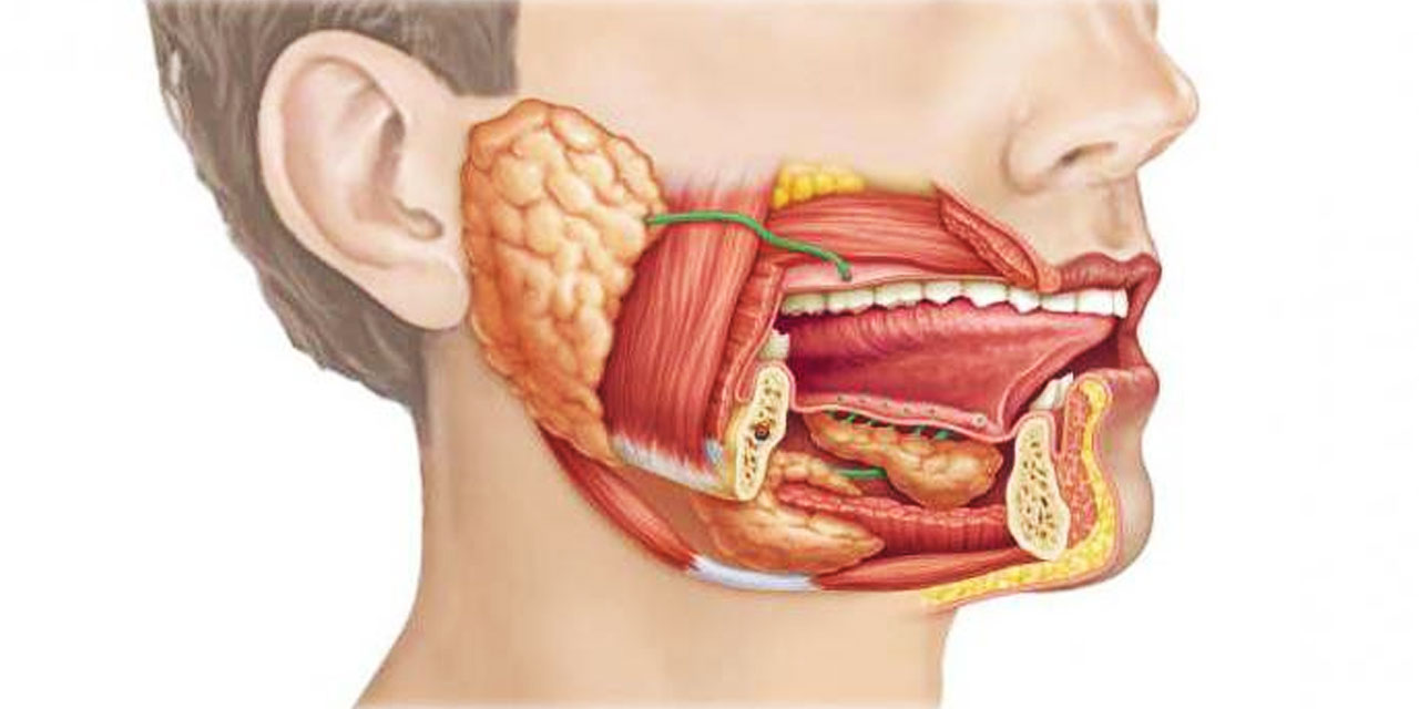 Ağzımızdaki fabrika: Tükürük bezleri