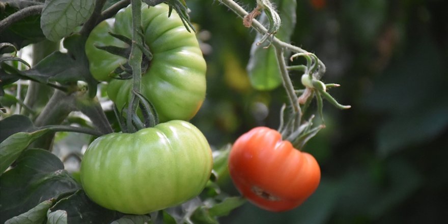 'Okullarda organik dersi konulsun' talebi